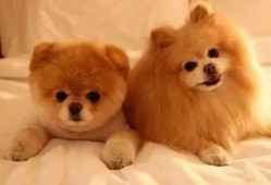 最新宠物爆料,揭秘最新宠物爆料背后的神秘故事